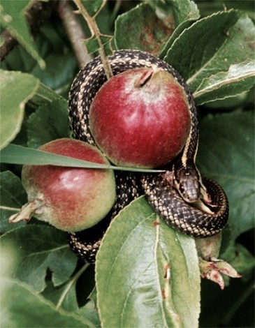 The Madam and the Gentleman (1)